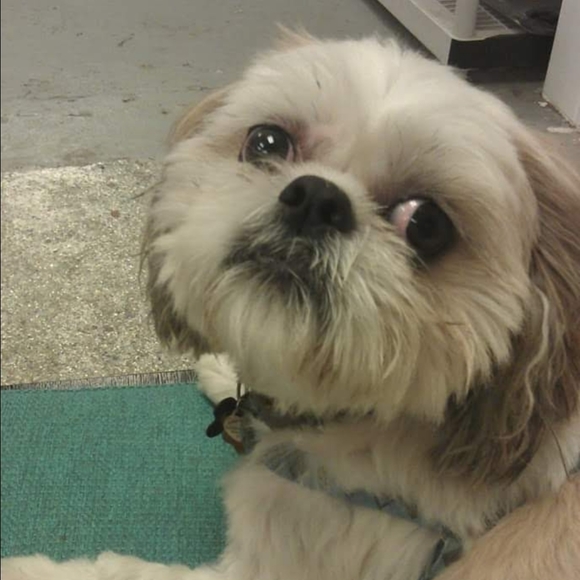 Meet your Posher, Diane - Picture 2 of 4